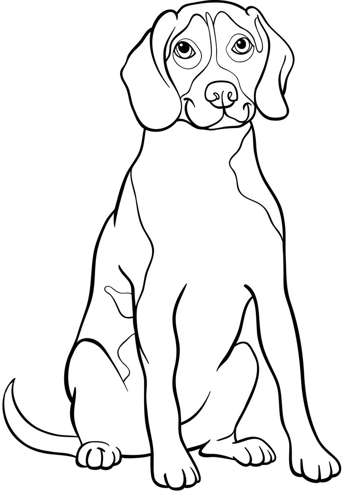 A Beagle Dog Standing