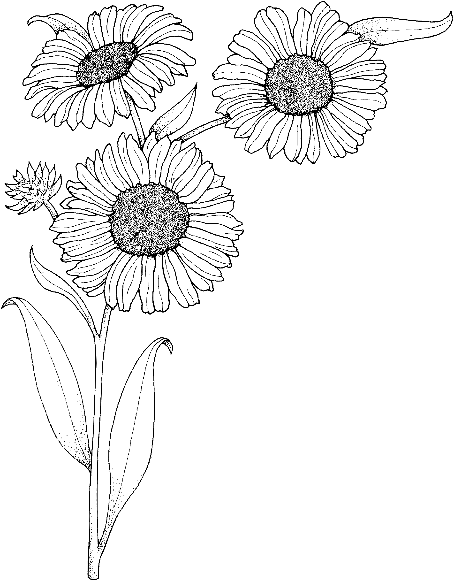 Realistic Sunflowers