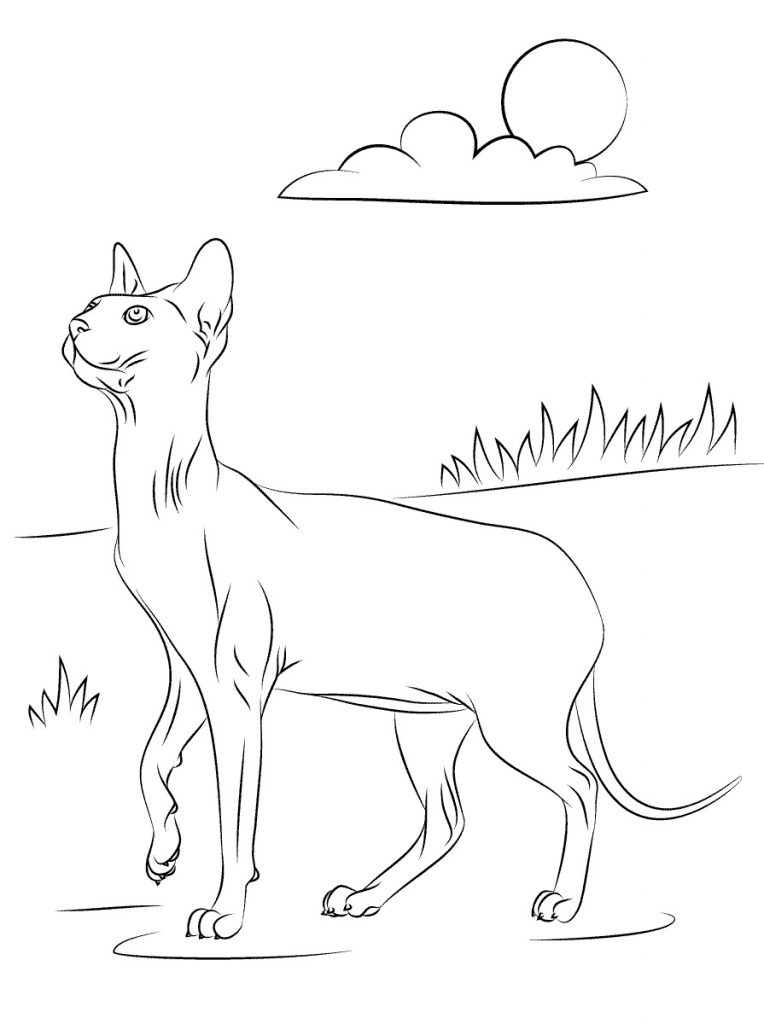 Download Printable Sphynx Cat coloring page for both aldults and kids.