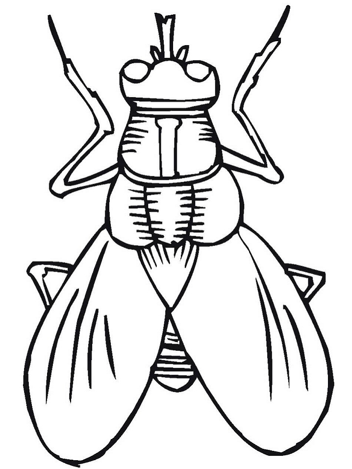 Printable A Fly coloring page for both aldults and kids.