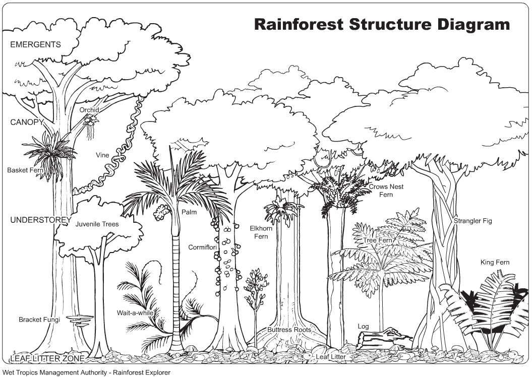 Rainforest structure diagram