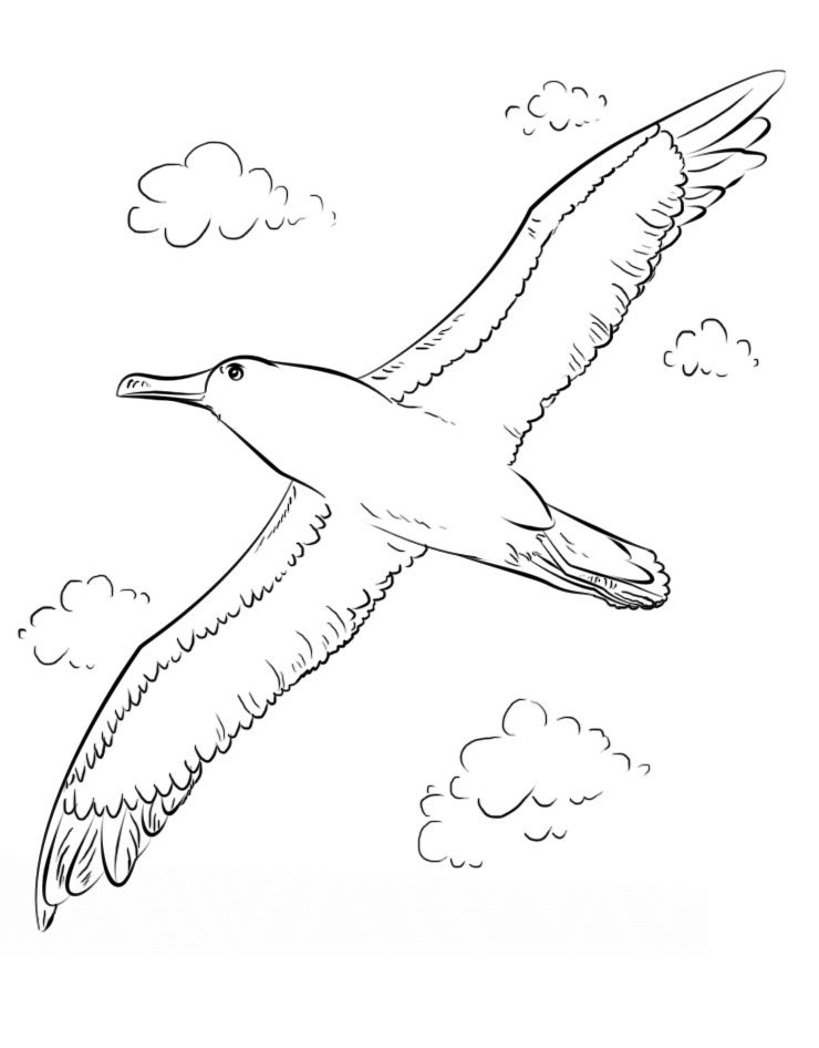 Buller’s Albatross