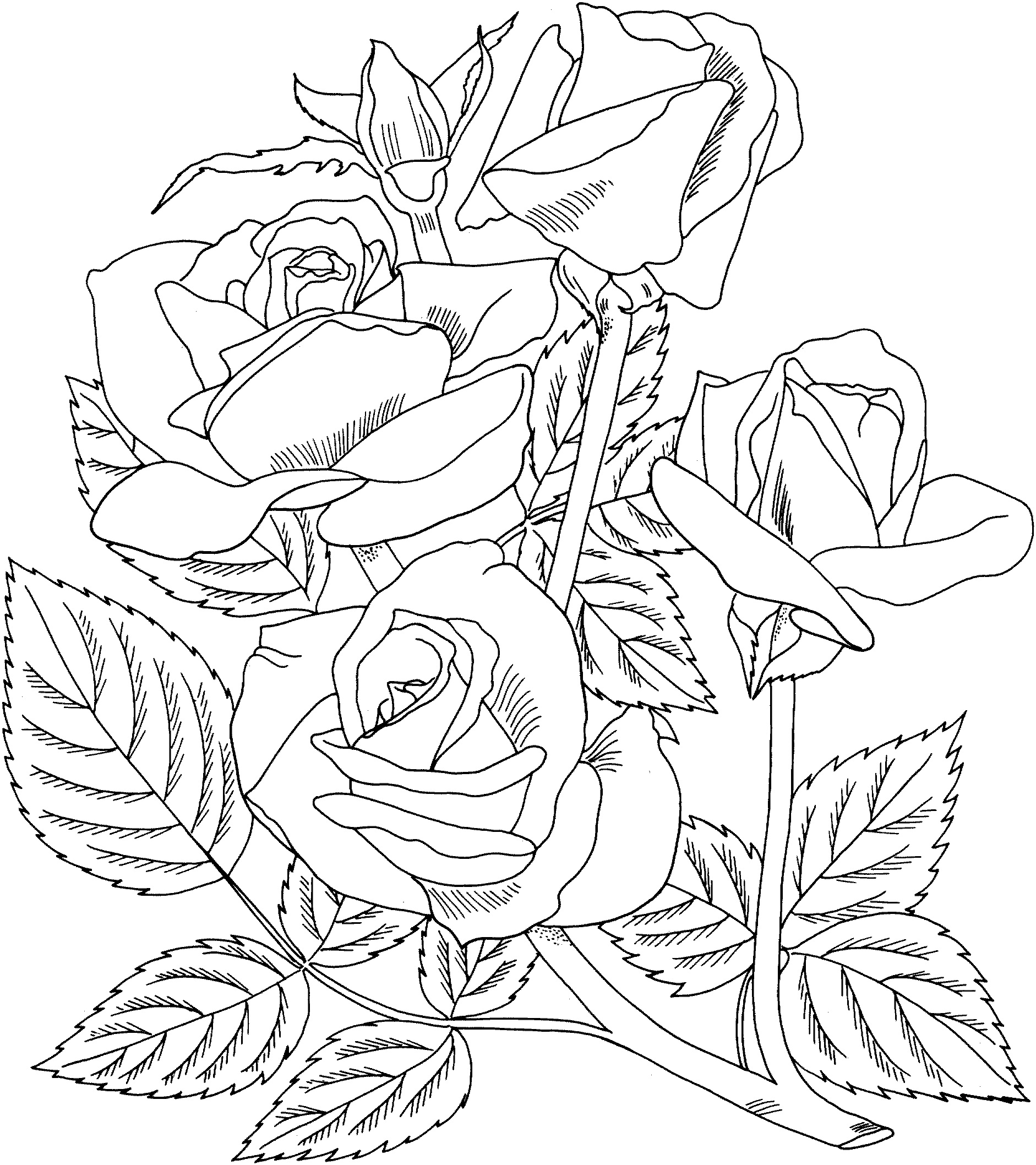 Arizona Grandiflora Rose