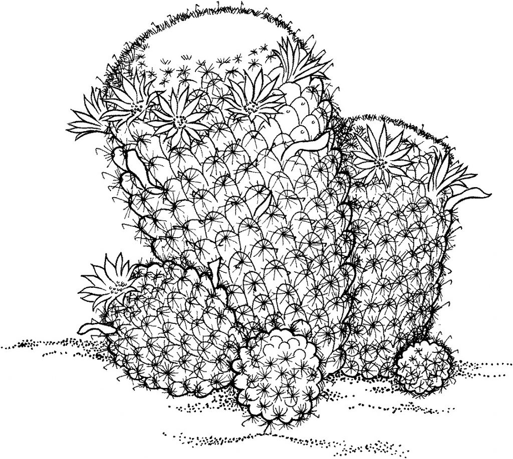 Download Printable Mammillaria Wildii Cactus coloring page for both aldults and kids.