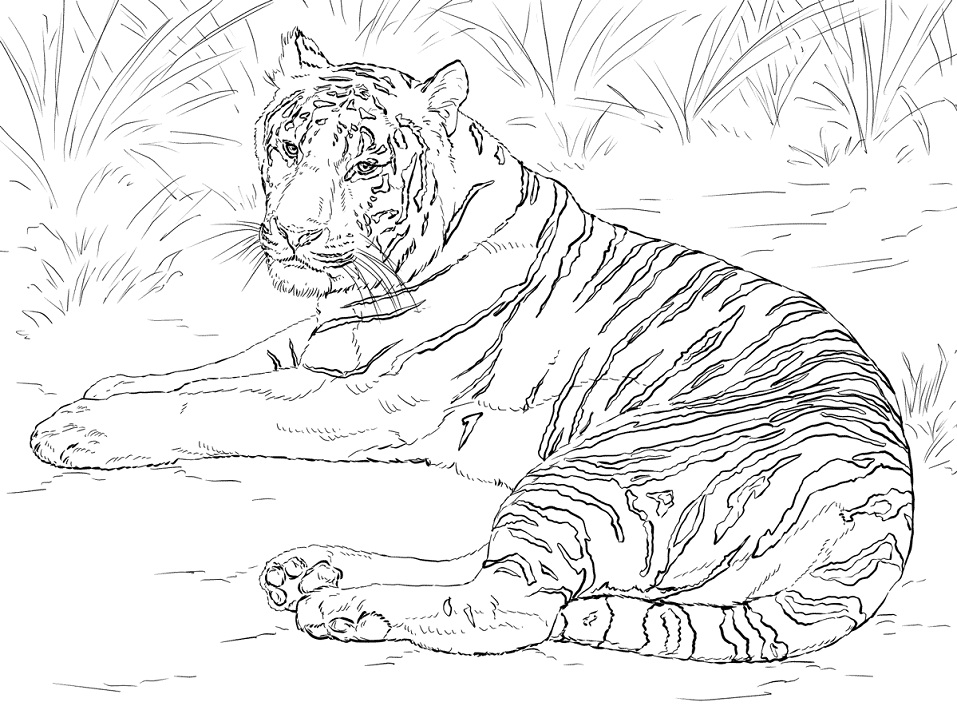 Siberian Tiger Laying Down
