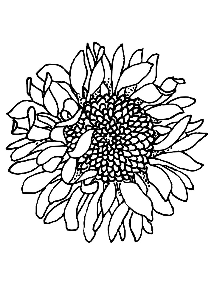 Head of Sunflower