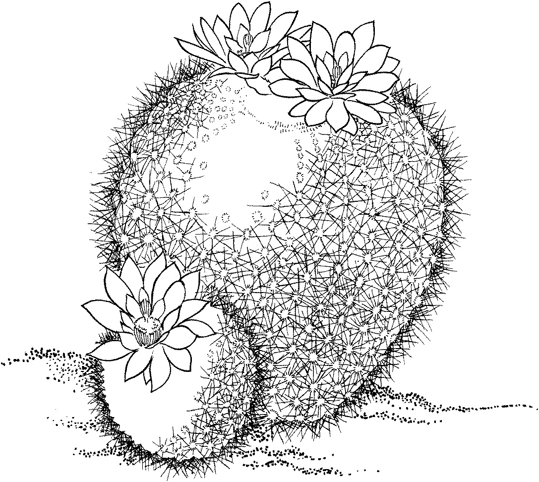 Scarlet Ball Cactus