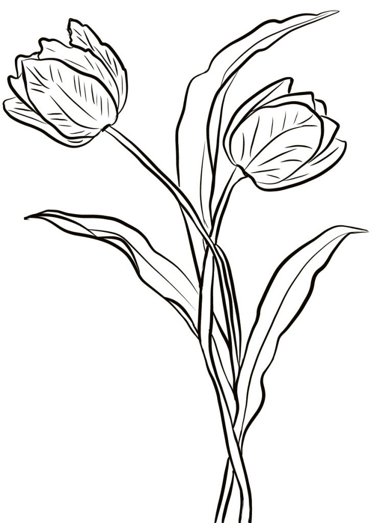 Printable Sweet Tulips coloring page for both aldults and ...