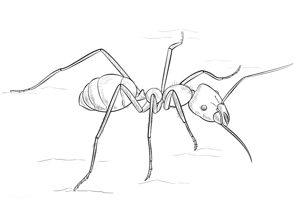 Meat Eater Ant