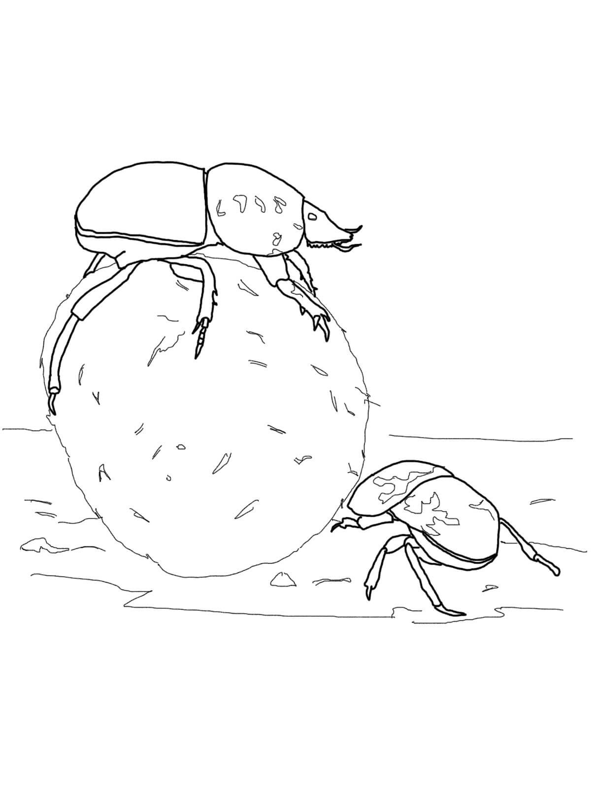 Flightless Dung Beetles