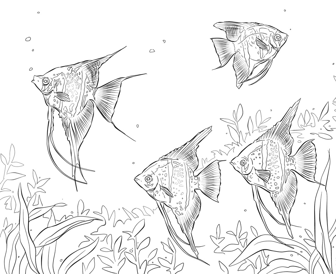 Freshwater Angelfishes