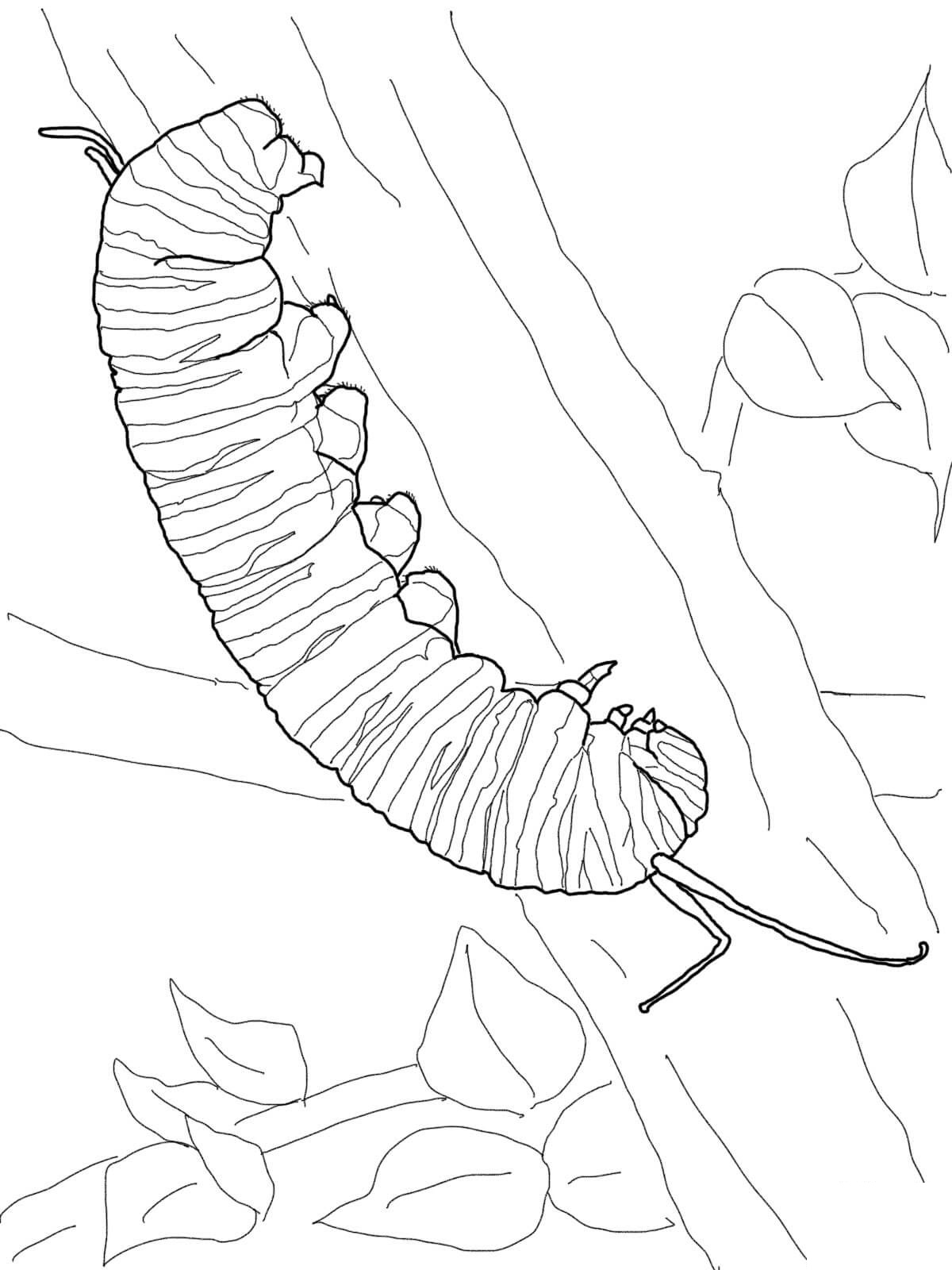 monarch-caterpillar-coloring-page - Nature Coloring Pages