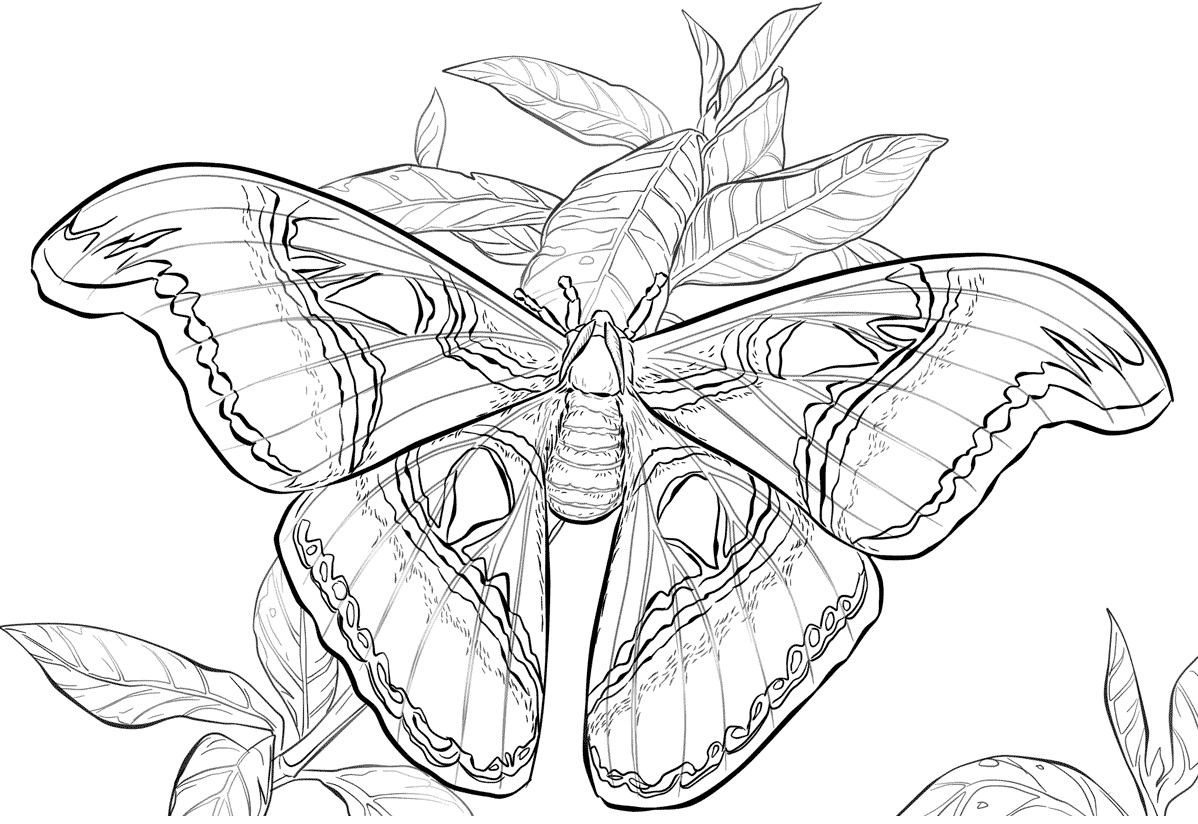 Realistic Atlas Moth