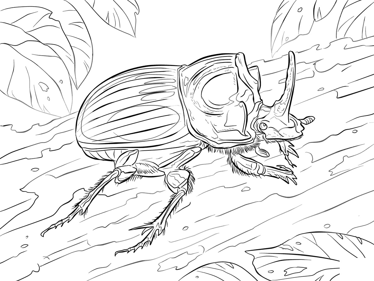 Scarabaeus Lunus Beetle