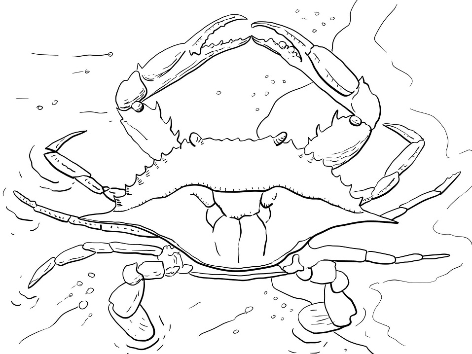 Atlantic Ocean Blue Crab
