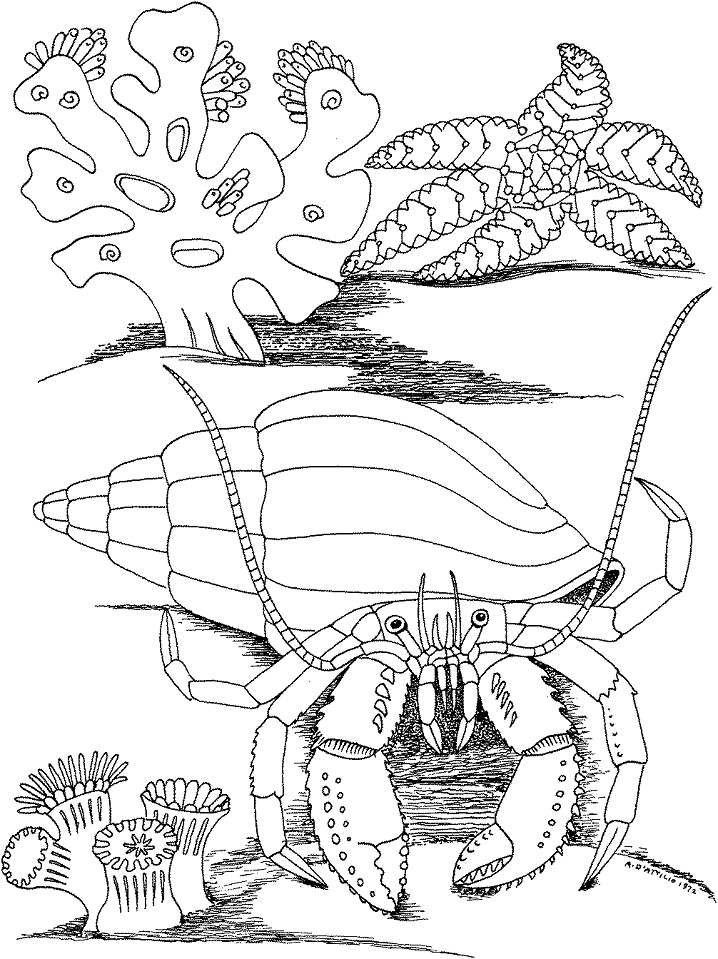 Hermit Crab and Star Fish