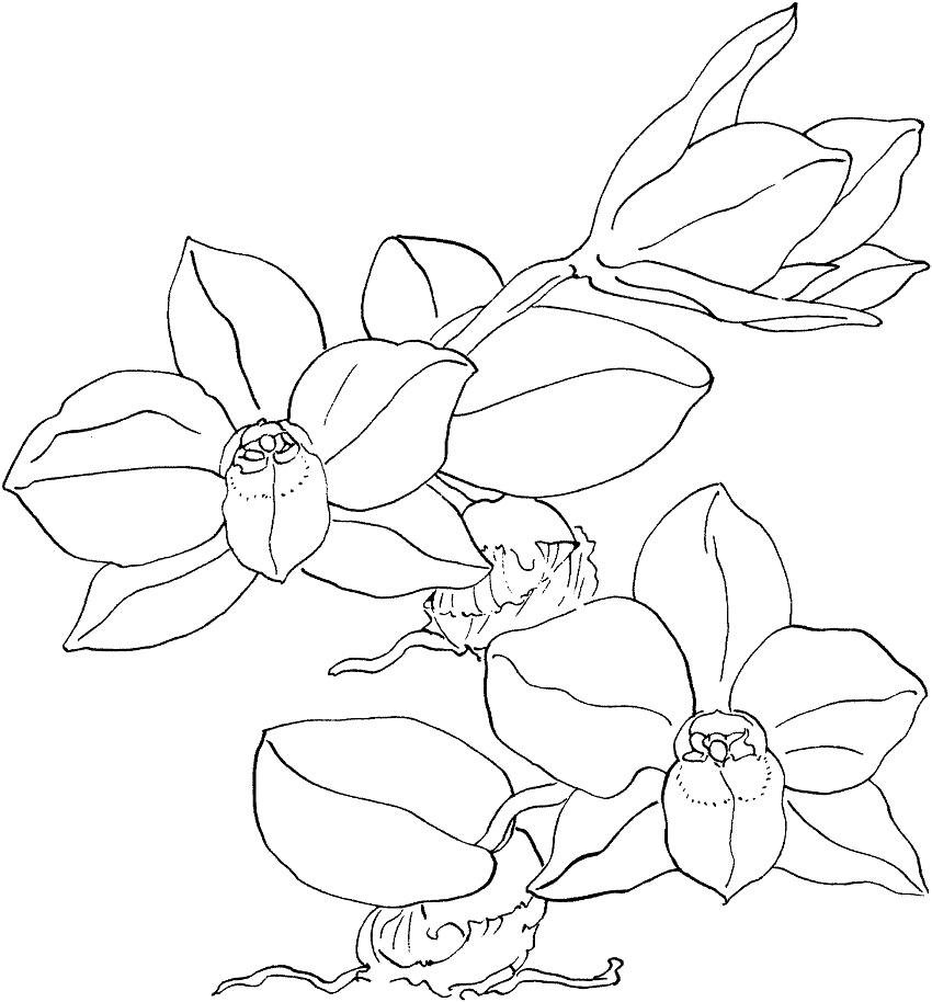 Sophronitis Cernua Orchid
