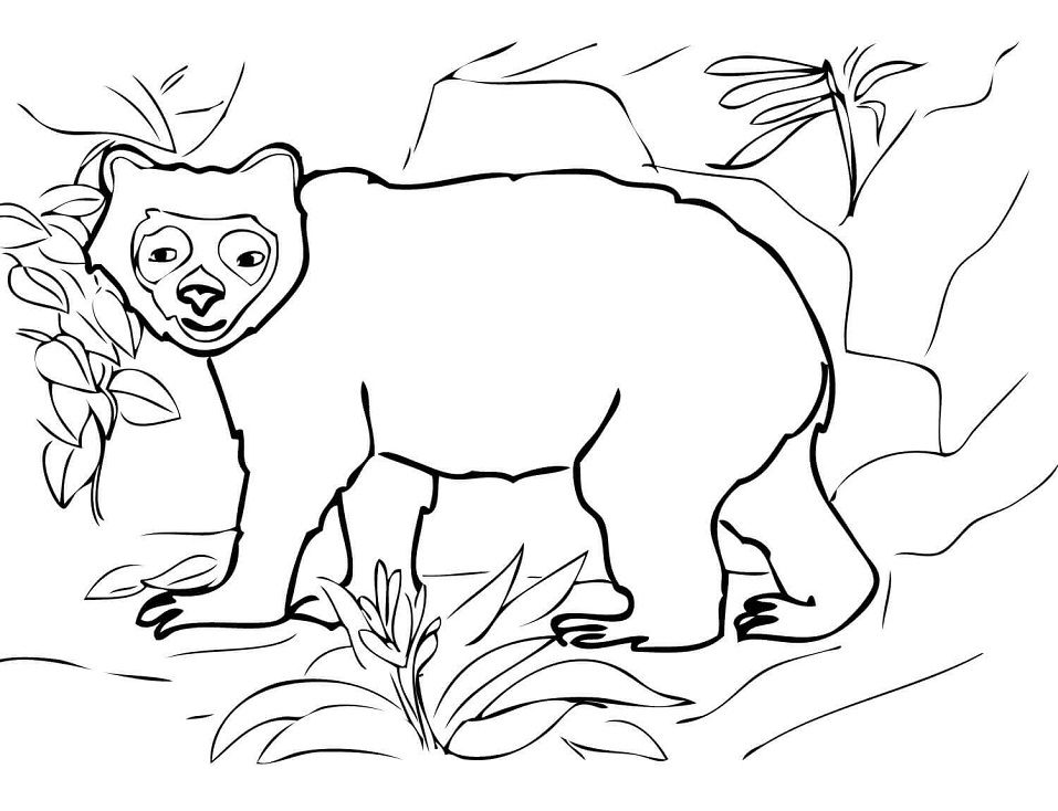 Andean Spectacled Bear