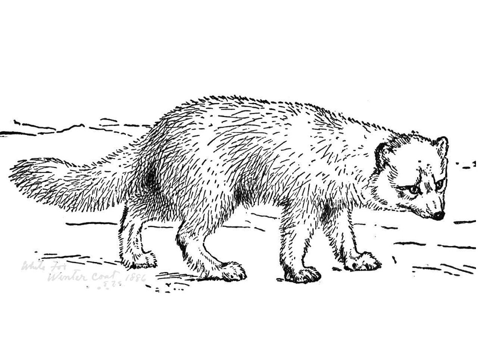 Realistic Arctic Fox