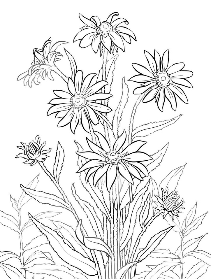 Daisy Asteraceae