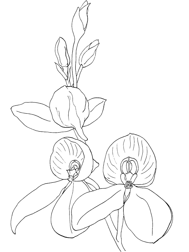 Disa Kewensis Orchid