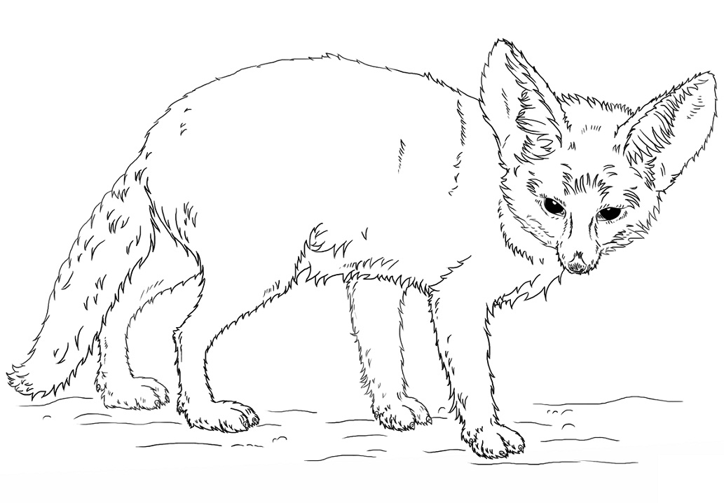 Printable Fennec Fox coloring page for both aldults and kids.