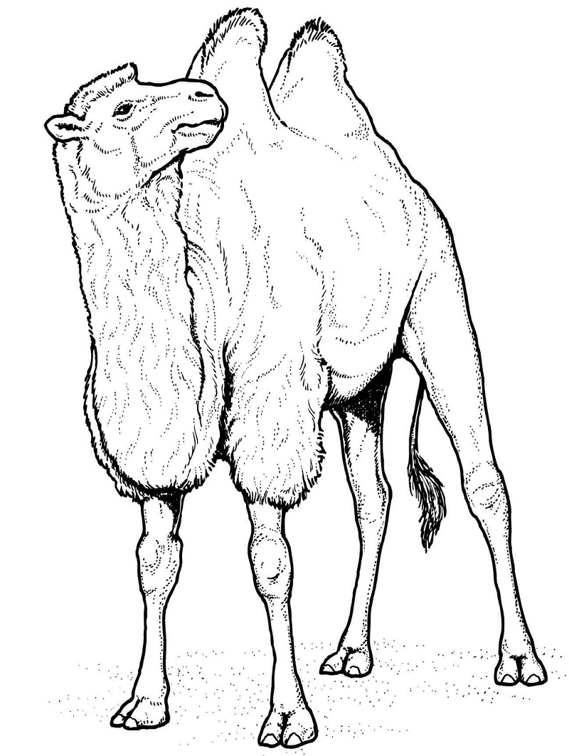 Normal Camel