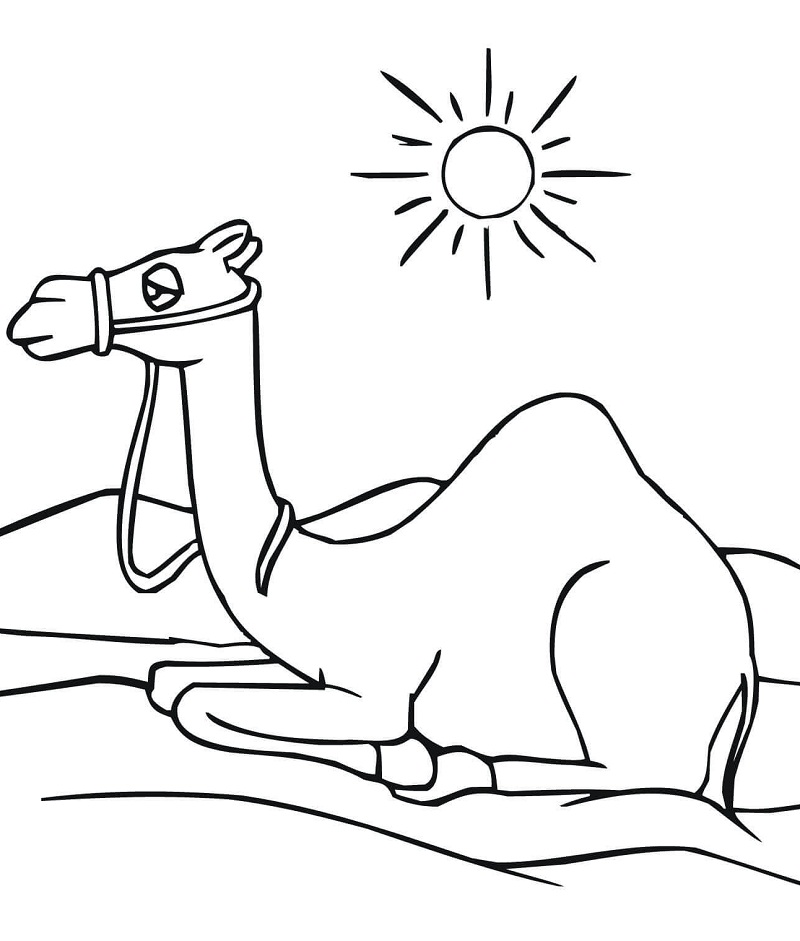Camel and Sun