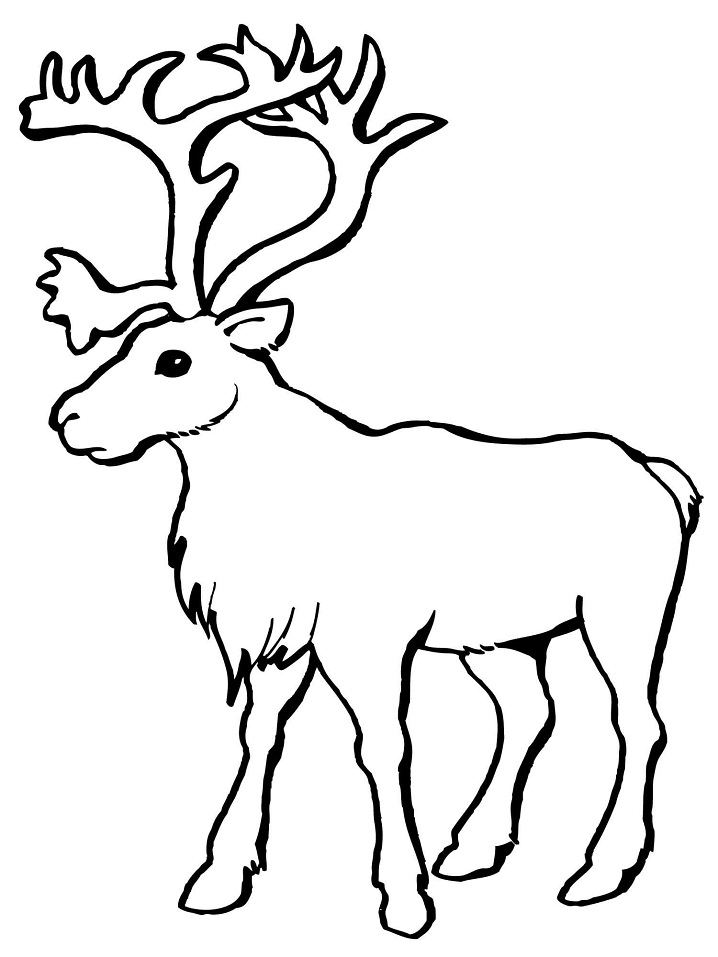 Reindeer Caribou